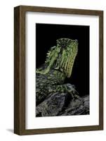 Gonocephalus Kuhlii (Hump-Beaded Dragon)-Paul Starosta-Framed Photographic Print