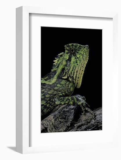 Gonocephalus Kuhlii (Hump-Beaded Dragon)-Paul Starosta-Framed Photographic Print