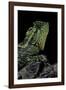 Gonocephalus Kuhlii (Hump-Beaded Dragon)-Paul Starosta-Framed Photographic Print