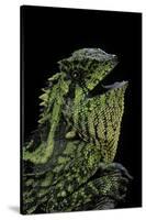 Gonocephalus Kuhlii (Hump-Beaded Dragon)-Paul Starosta-Stretched Canvas