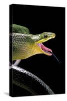 Gonyosoma Oxycephala (Red-Tailed Green Rat Snake)-Paul Starosta-Stretched Canvas