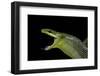 Gonyosoma Oxycephala (Red-Tailed Green Rat Snake)-Paul Starosta-Framed Photographic Print