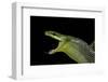 Gonyosoma Oxycephala (Red-Tailed Green Rat Snake)-Paul Starosta-Framed Photographic Print