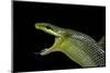 Gonyosoma Oxycephala (Red-Tailed Green Rat Snake)-Paul Starosta-Mounted Photographic Print