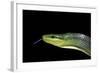 Gonyosoma Oxycephala (Red-Tailed Green Rat Snake)-Paul Starosta-Framed Photographic Print