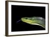 Gonyosoma Oxycephala (Red-Tailed Green Rat Snake)-Paul Starosta-Framed Photographic Print