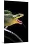 Gonyosoma Oxycephala (Red-Tailed Green Rat Snake)-Paul Starosta-Mounted Photographic Print