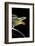 Gonyosoma Oxycephala (Red-Tailed Green Rat Snake)-Paul Starosta-Framed Photographic Print