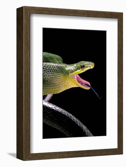 Gonyosoma Oxycephala (Red-Tailed Green Rat Snake)-Paul Starosta-Framed Photographic Print