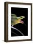 Gonyosoma Oxycephala (Red-Tailed Green Rat Snake)-Paul Starosta-Framed Photographic Print