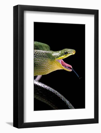 Gonyosoma Oxycephala (Red-Tailed Green Rat Snake)-Paul Starosta-Framed Photographic Print