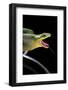 Gonyosoma Oxycephala (Red-Tailed Green Rat Snake)-Paul Starosta-Framed Photographic Print