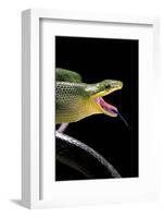 Gonyosoma Oxycephala (Red-Tailed Green Rat Snake)-Paul Starosta-Framed Photographic Print