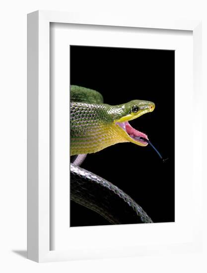 Gonyosoma Oxycephala (Red-Tailed Green Rat Snake)-Paul Starosta-Framed Photographic Print