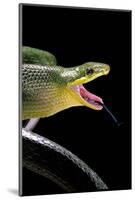 Gonyosoma Oxycephala (Red-Tailed Green Rat Snake)-Paul Starosta-Mounted Photographic Print