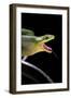 Gonyosoma Oxycephala (Red-Tailed Green Rat Snake)-Paul Starosta-Framed Photographic Print