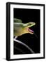 Gonyosoma Oxycephala (Red-Tailed Green Rat Snake)-Paul Starosta-Framed Photographic Print