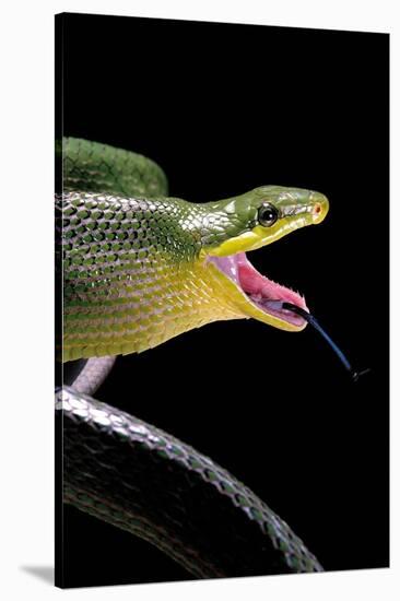 Gonyosoma Oxycephala (Red-Tailed Green Rat Snake)-Paul Starosta-Stretched Canvas