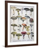 Good and Bad Mushrooms, 1896-null-Framed Giclee Print