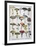 Good and Bad Mushrooms, 1896-null-Framed Giclee Print