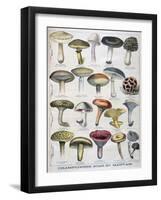 Good and Bad Mushrooms, 1896-null-Framed Giclee Print