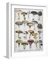 Good and Bad Mushrooms, 1896-null-Framed Giclee Print