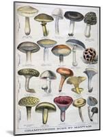 Good and Bad Mushrooms, 1896-null-Mounted Giclee Print