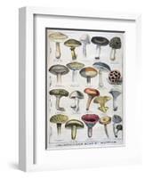 Good and Bad Mushrooms, 1896-null-Framed Giclee Print