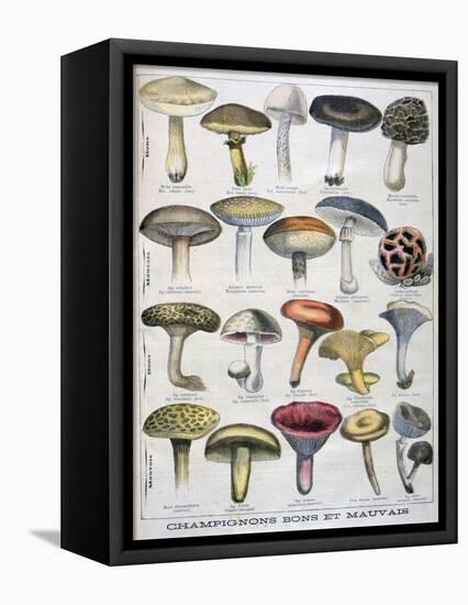 Good and Bad Mushrooms, 1896-null-Framed Stretched Canvas