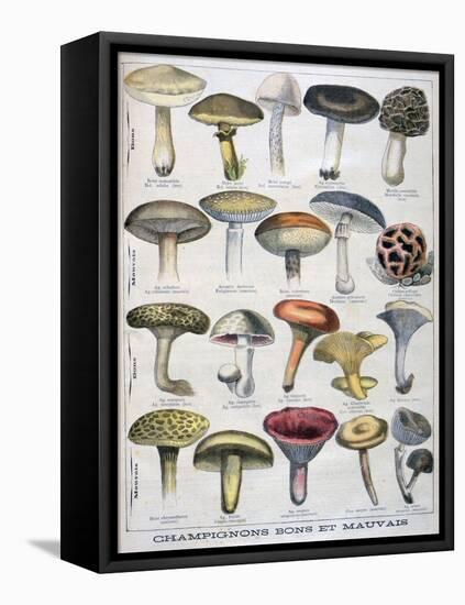 Good and Bad Mushrooms, 1896-null-Framed Stretched Canvas