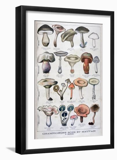 Good and Bad Mushrooms, 1896-null-Framed Giclee Print