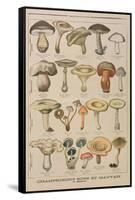 Good and Bad Mushrooms, Illustration from the Illustrated Supplement of Le Petit Journal-French-Framed Stretched Canvas