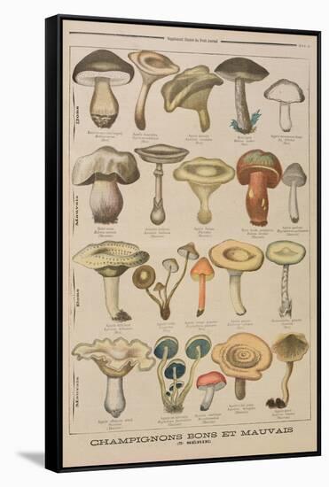 Good and Bad Mushrooms, Illustration from the Illustrated Supplement of Le Petit Journal-French-Framed Stretched Canvas