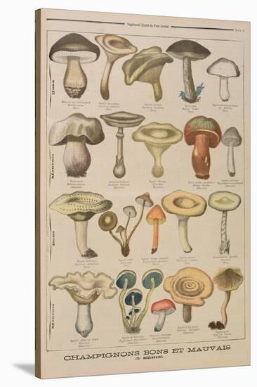 Good and Bad Mushrooms, Illustration from the Illustrated Supplement of Le Petit Journal-French-Stretched Canvas