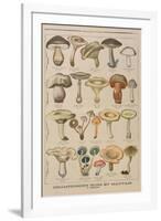 Good and Bad Mushrooms, Illustration from the Illustrated Supplement of Le Petit Journal-French-Framed Premium Giclee Print