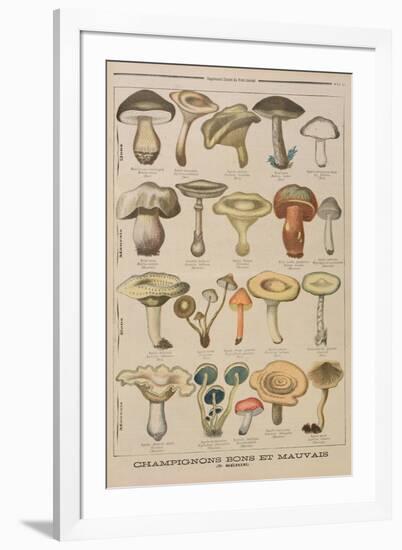 Good and Bad Mushrooms, Illustration from the Illustrated Supplement of Le Petit Journal-French-Framed Premium Giclee Print