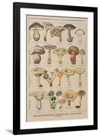 Good and Bad Mushrooms, Illustration from the Illustrated Supplement of Le Petit Journal-French-Framed Premium Giclee Print