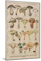Good and Bad Mushrooms, Illustration from the Illustrated Supplement of Le Petit Journal-French-Mounted Premium Giclee Print