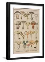 Good and Bad Mushrooms, Illustration from the Illustrated Supplement of Le Petit Journal-French-Framed Giclee Print