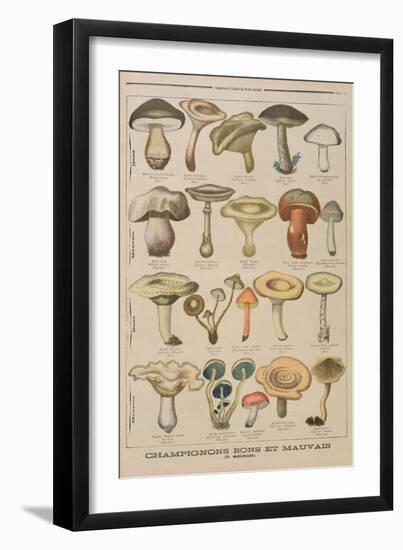 Good and Bad Mushrooms, Illustration from the Illustrated Supplement of Le Petit Journal-French-Framed Giclee Print