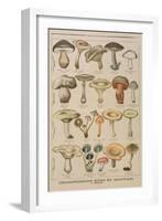 Good and Bad Mushrooms, Illustration from the Illustrated Supplement of Le Petit Journal-French-Framed Giclee Print