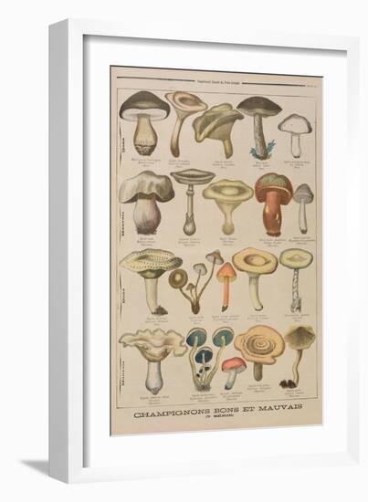 Good and Bad Mushrooms, Illustration from the Illustrated Supplement of Le Petit Journal-French-Framed Giclee Print