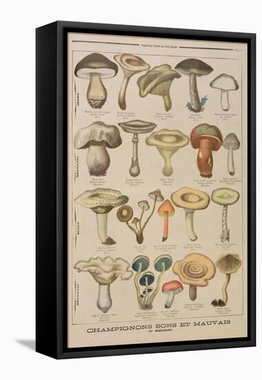 Good and Bad Mushrooms, Illustration from the Illustrated Supplement of Le Petit Journal-French-Framed Stretched Canvas