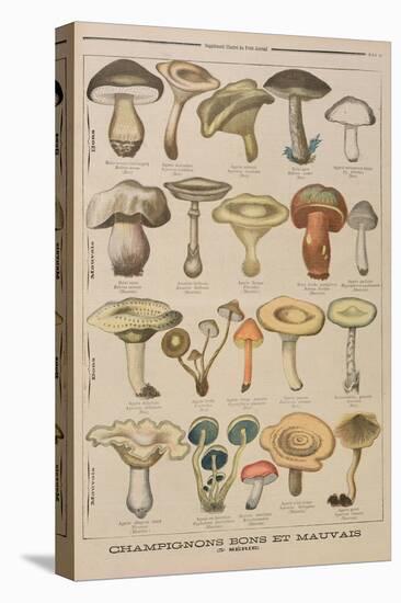 Good and Bad Mushrooms, Illustration from the Illustrated Supplement of Le Petit Journal-French-Stretched Canvas