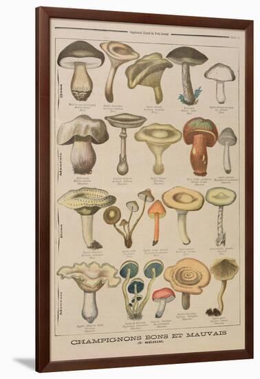 Good and Bad Mushrooms, Illustration from the Illustrated Supplement of Le Petit Journal-French-Framed Giclee Print