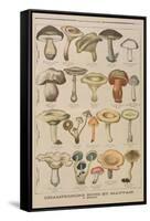 Good and Bad Mushrooms, Illustration from the Illustrated Supplement of Le Petit Journal-French-Framed Stretched Canvas