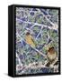 Good Evening Grosbeaks-Lauren Moss-Framed Stretched Canvas