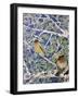 Good Evening Grosbeaks-Lauren Moss-Framed Giclee Print