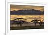 Good Evening Tanazania-null-Framed Art Print