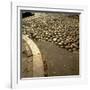 Good Example of American Stonework, famous cobblestones of Main Street in Nantucket 1850-Walker Evans-Framed Photographic Print